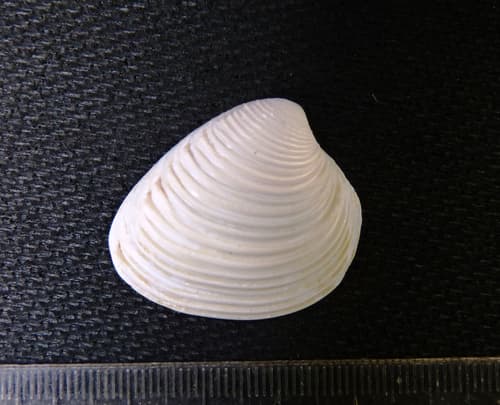 Hysteroconcha brevispinosa