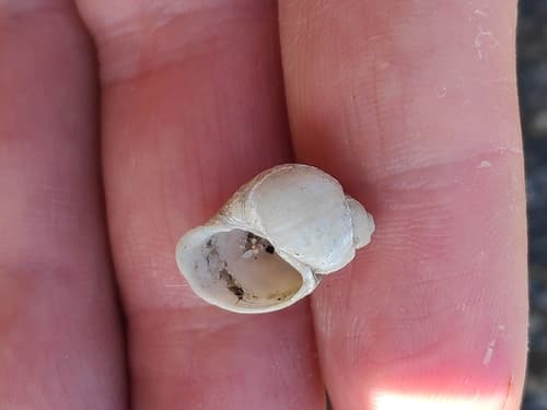 Iceland Necklace-shell