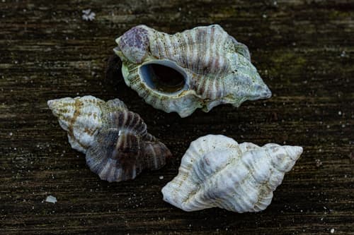 Inermicosta inermicosta