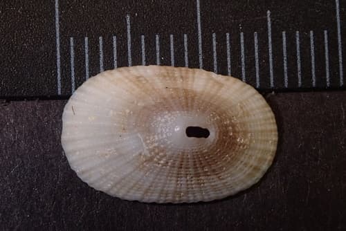 Italian Keyhole Limpet