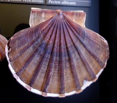 Japanese baking scallop