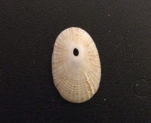 Jaume's Keyhole Limpet