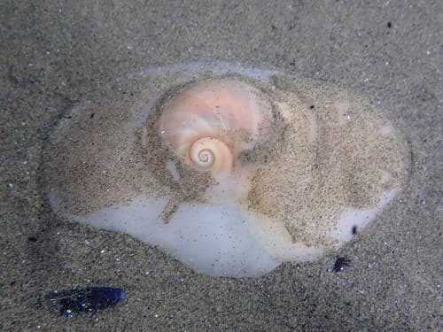 Josephine's moon snail