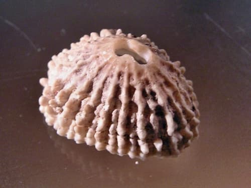 Knobbed Keyhole Limpet