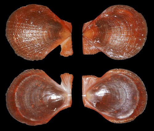 Laevichlamys wilhelminae