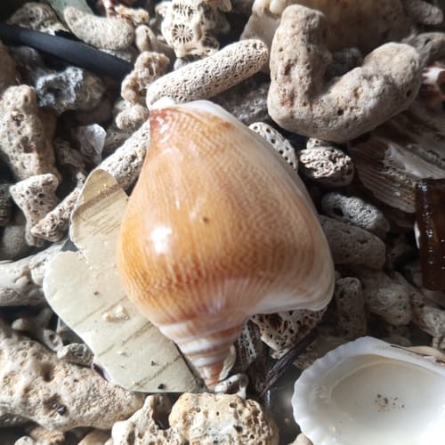 Laevistrombus liveranii