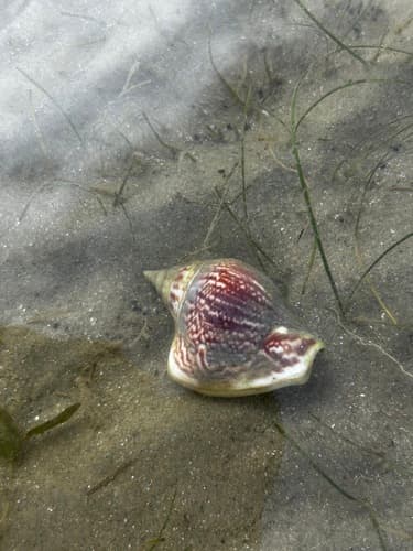 Laevistrombus vanikorensis