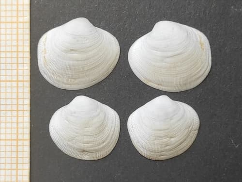 Lajonkairia lajonkairii