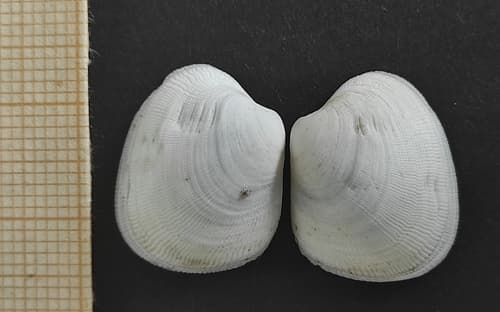 Lajonkairia substriata