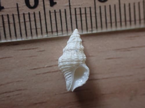 Lamellitrophon huttonii