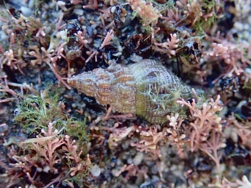 Lamellitrophon traversi