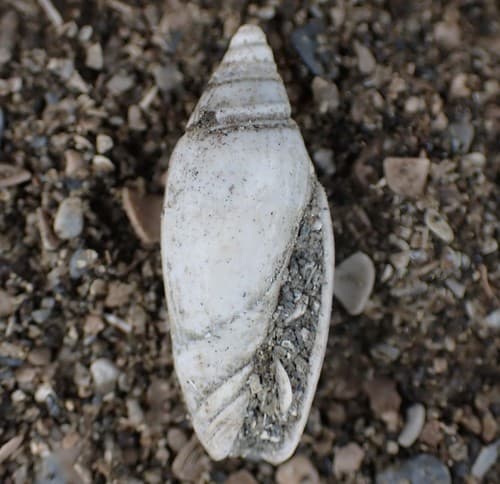 Lamprodomina neozelanica