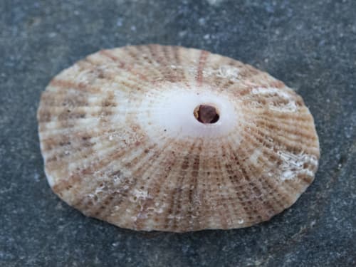 Latticed Keyhole Limpet
