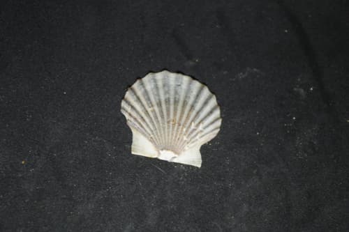 Leptopecten tumbezensis