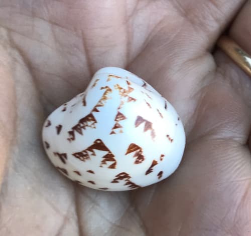 Lioconcha hieroglyphica