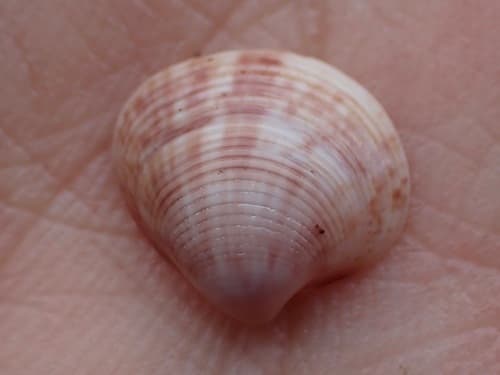 Lioconcha philippinarum