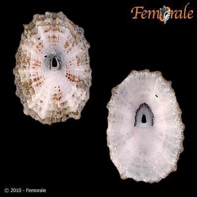 Lister's Keyhole Limpet