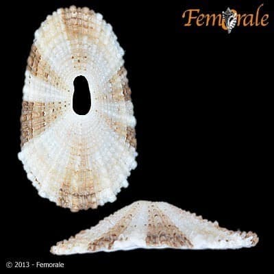 Lucapinella callomarginata