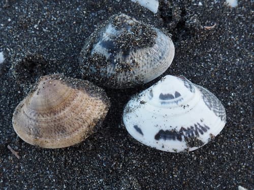 Macridiscus aequilatera