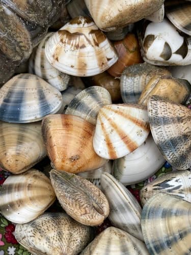 Macridiscus multifarius