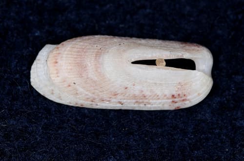 Macroschisma africanum