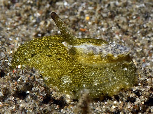 Macroschisma cuspidatum