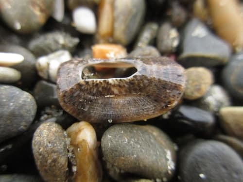 Macroschisma dilatatum