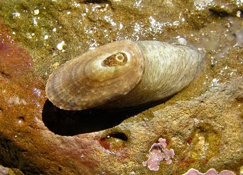 Tasmanian Keyhole Limpet