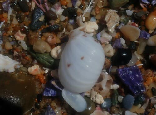 Mammilla melanostomoides