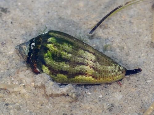 Mediterranean Cone Snail