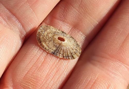 Medusafissurella dubia