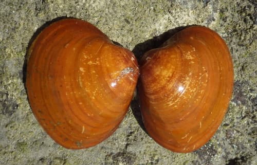 Megapitaria aurantiaca