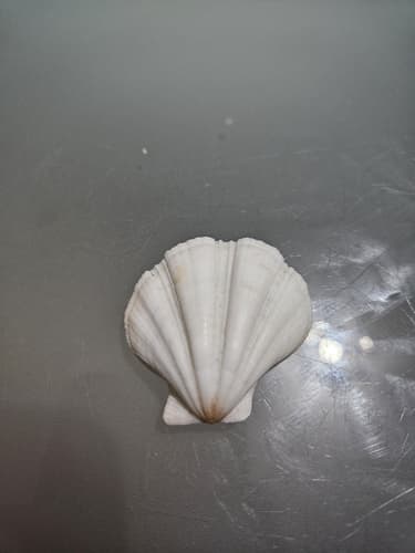 Mesopeplum fenestratum