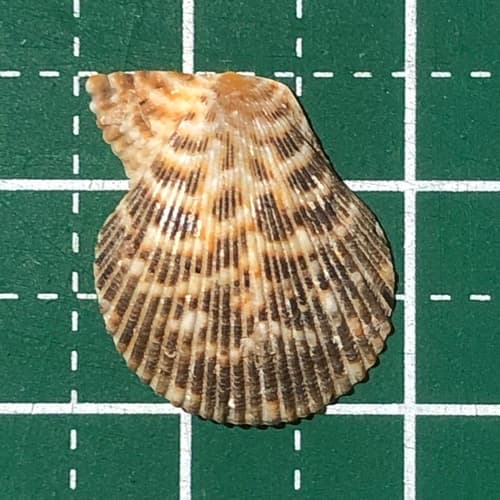 Mimachlamys albolineata