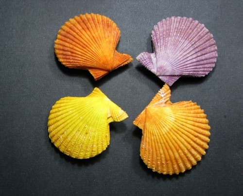 Mimachlamys crassicostata