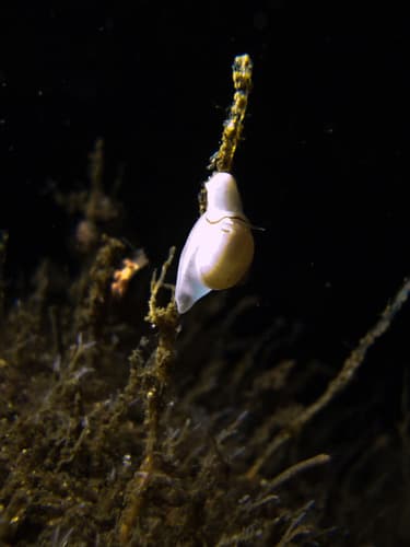Montagu's Necklace Shell