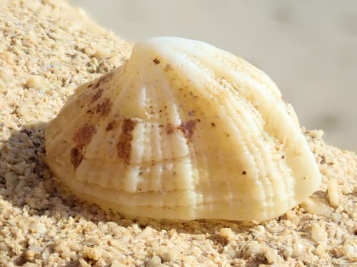 Montfortia subemarginata