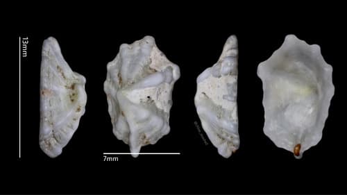 Montfortista oldhamiana
