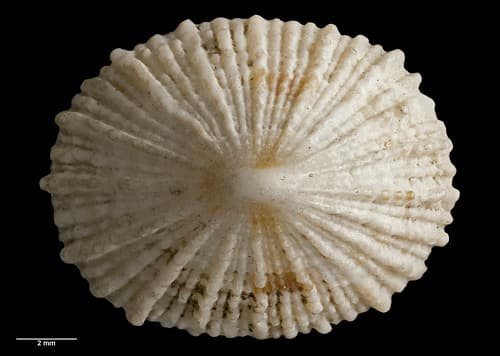 Montfortula chathamensis