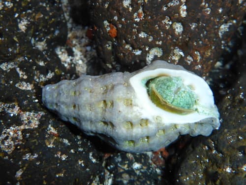 Muricodrupa fenestrata