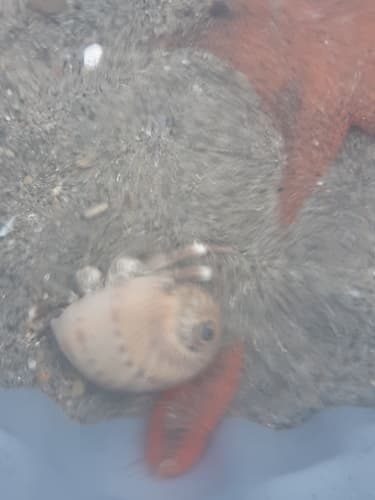 Naticarius caneloensis