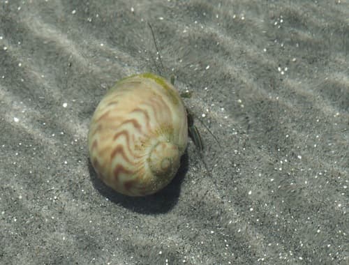 Naticarius cayennensis