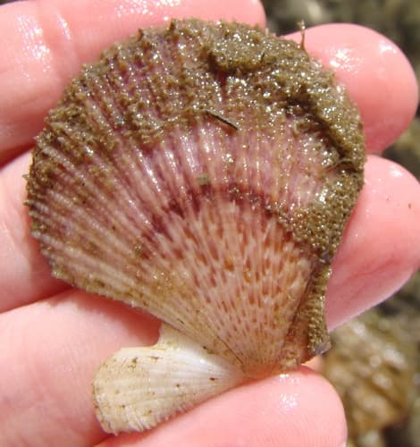 New Zealand fan scallop