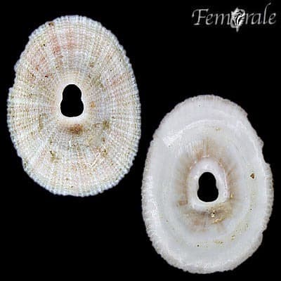 New Zealand Keyhole Limpet