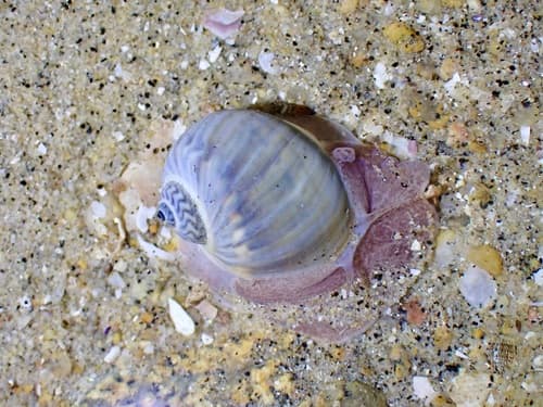 Notocochlis chemnitzii