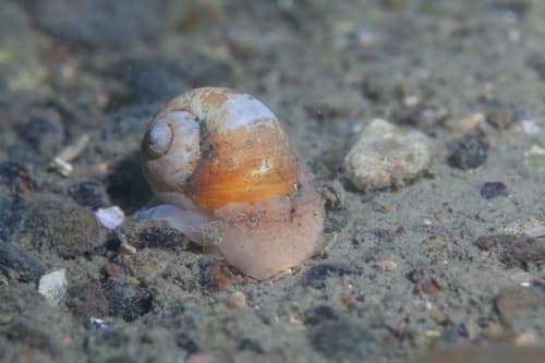 Notocochlis isabelleana