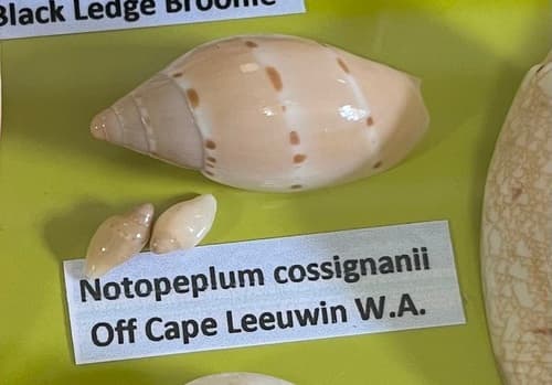 Notopeplum cossignanii