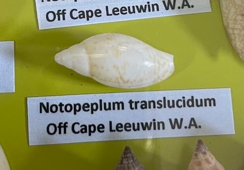 Notopeplum translucidum