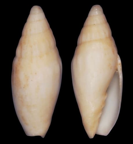 Notovoluta capricornea