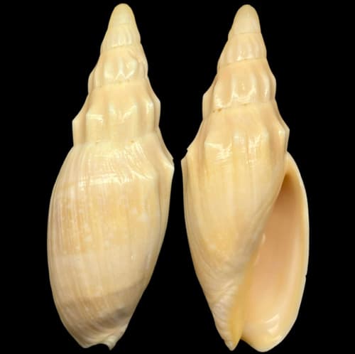 Notovoluta pseudolirata